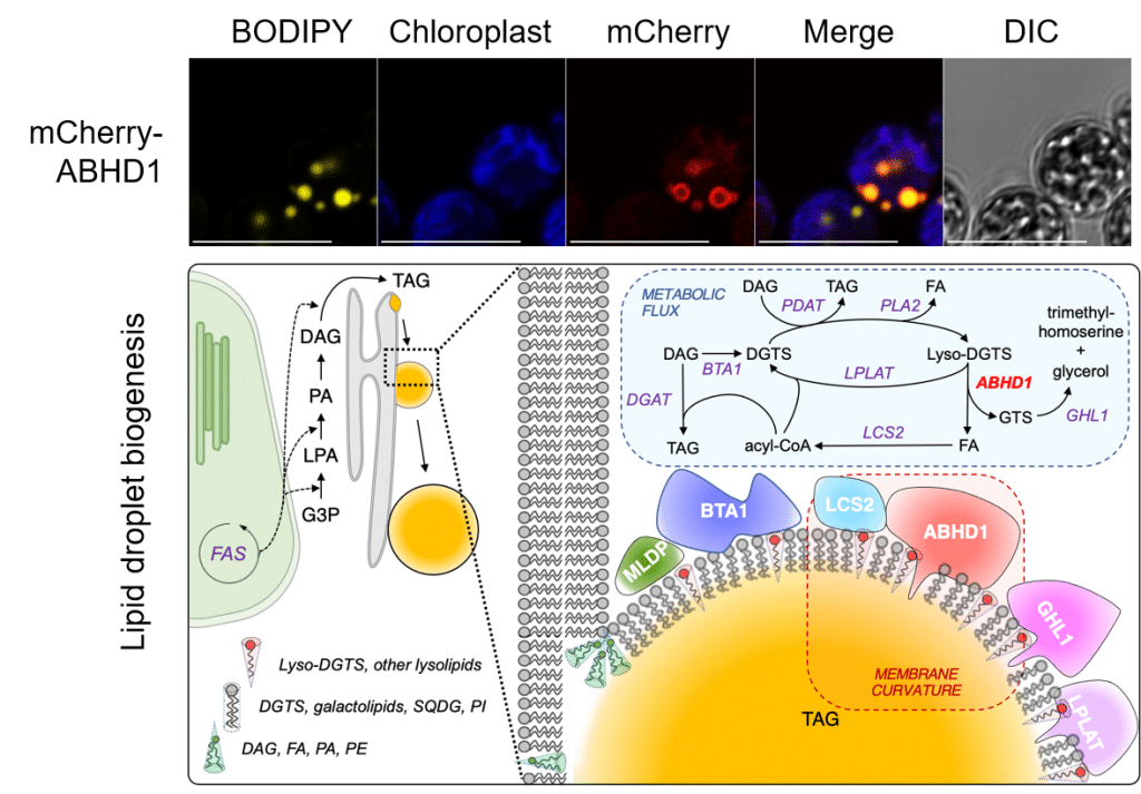 protéine ABHD1 autour des gouttelettes de lipide